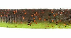 Z-Man Finesse TRD (The Real Deal) 8 Pack