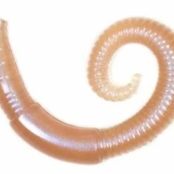 Lunkerhunt 2 Inch River Worm Soft Plastic 8 Pack Soft Baits