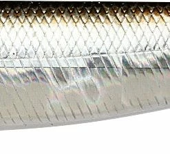 Lucky Craft Sammy 105 Knocking Topwater 13 Lucky Craft Sammy 105 Knocking Topwater