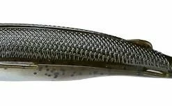 Baits & Lures Z-Man Pop ShadZ 4 Inch Soft Plastic Popper 3 Pack